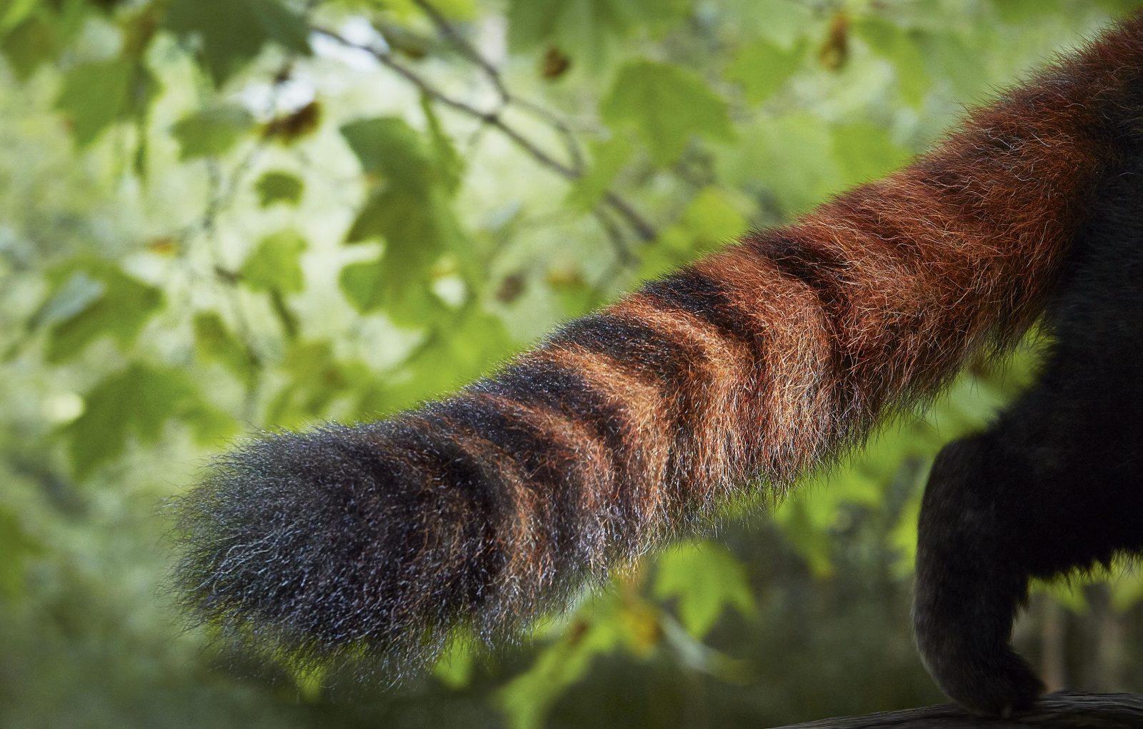 Endangered - Tim Flach