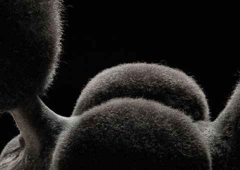 Dog Gods - Tim Flach