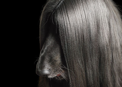 Dog Gods - Tim Flach